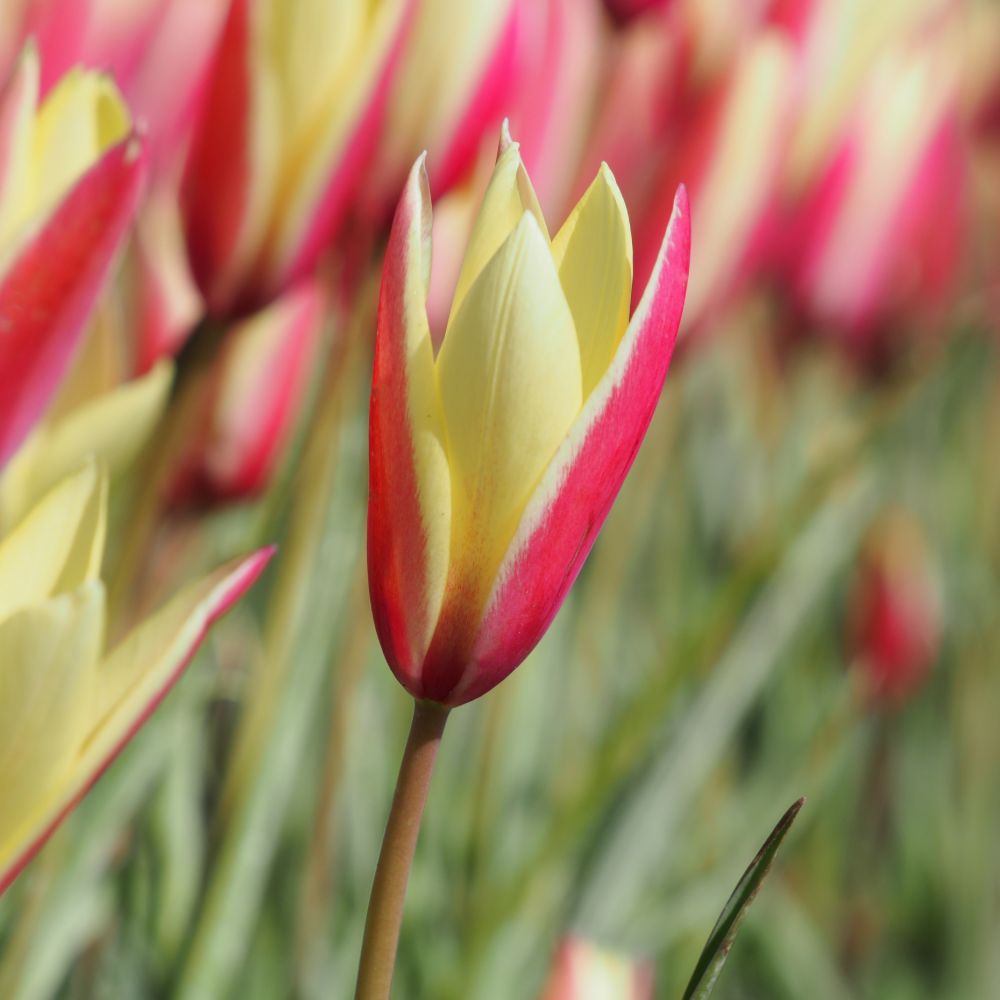 Tulipa Clusiana Cynthia 10 st BIO