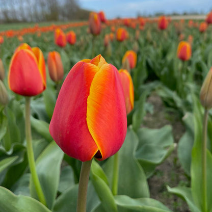BIO Tulipa Confucius