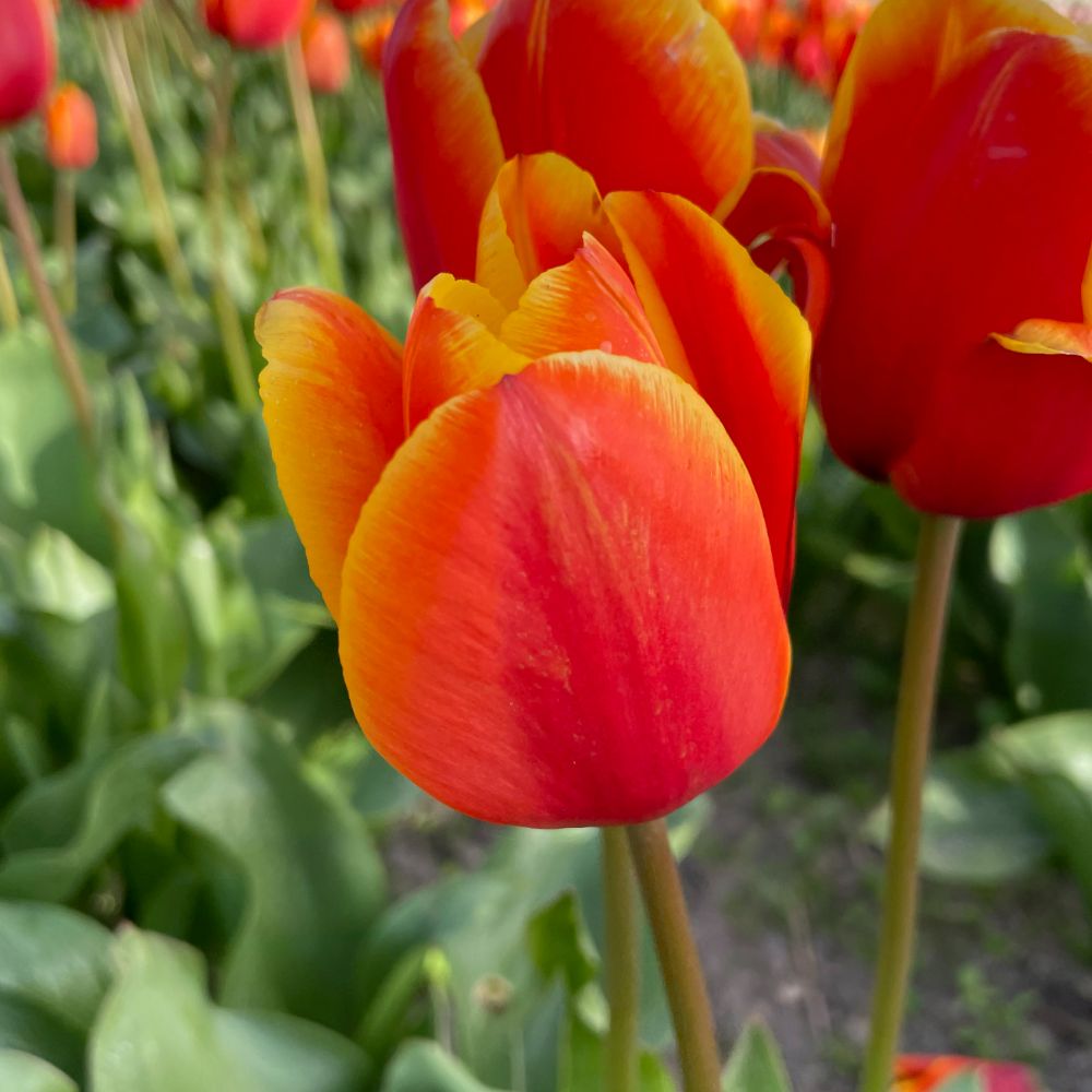 BIO Tulipa Confucius