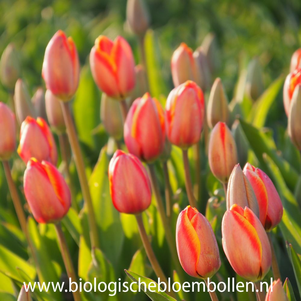 Tulipa Dafeng 10 st. BIO