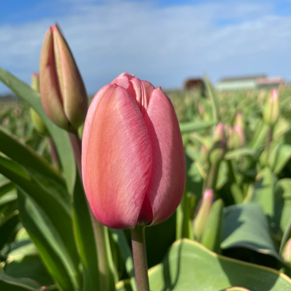 Tulipa Design Impression 10 st. BIO