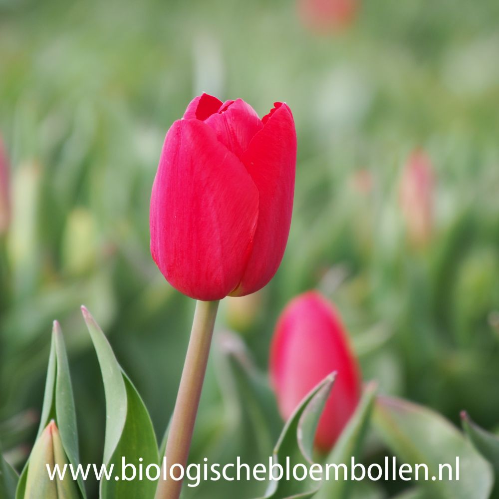 Tulipa Fire Clay 10 st. BIO