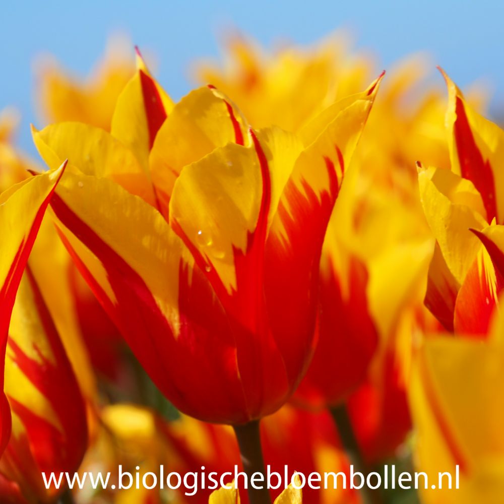 Tulipa Fire Wings 10 st. BIO