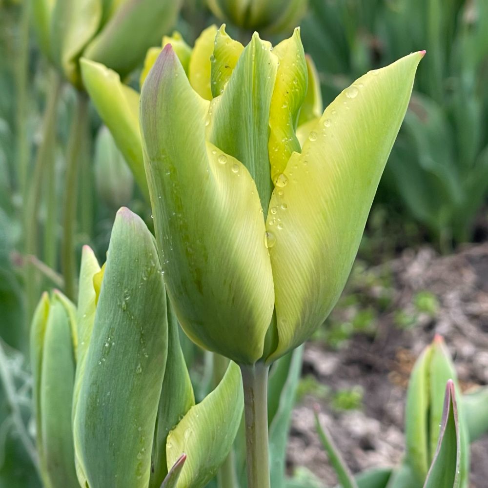 Tulipa Formosa 10 st. BIO