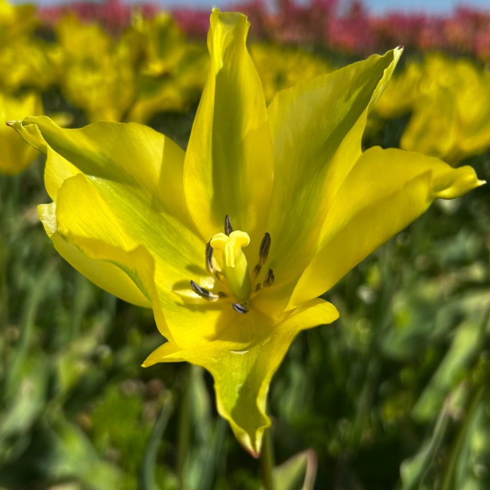 Tulipa Formosa 10 st. BIO