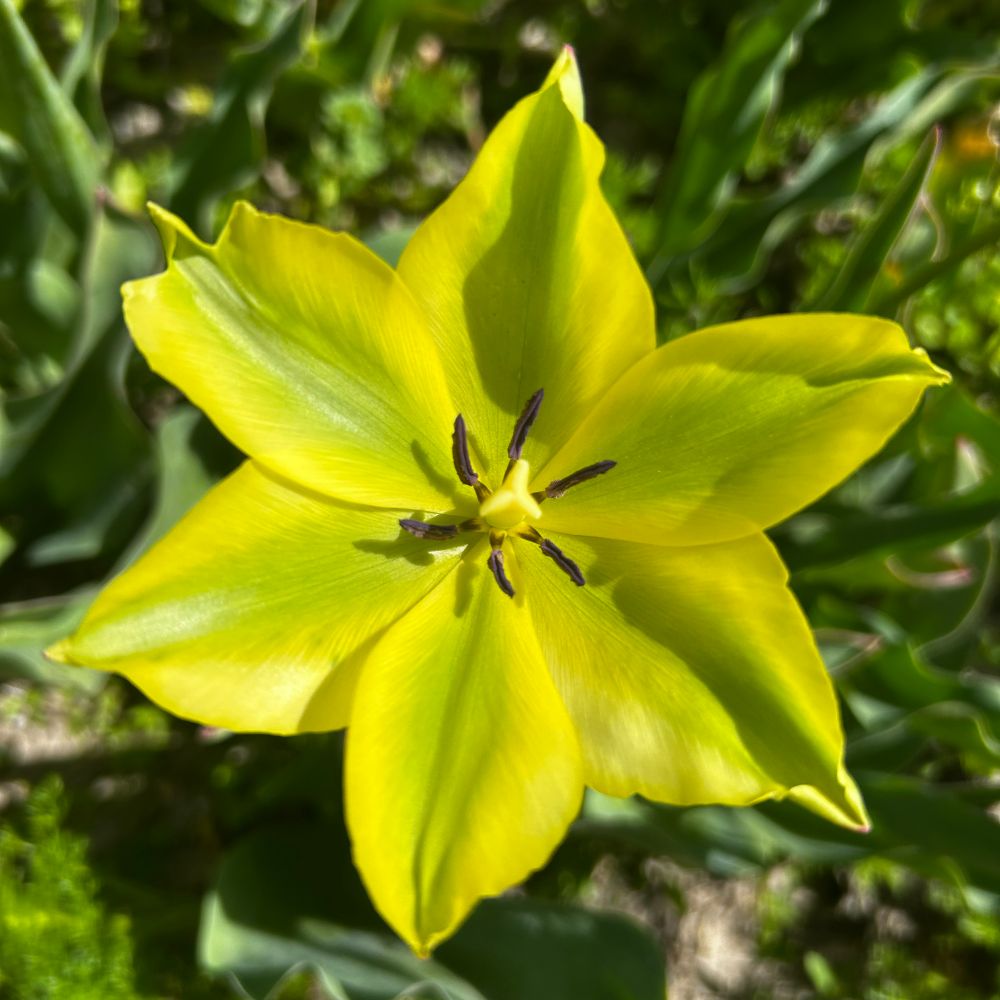Tulipa Formosa 10 st. BIO