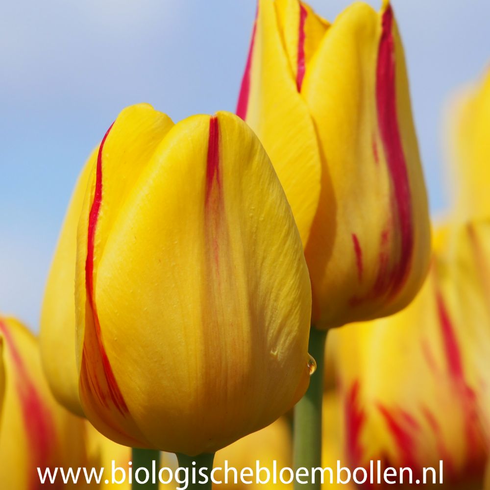 Tulipa Freedom Flame 10 st. BIO