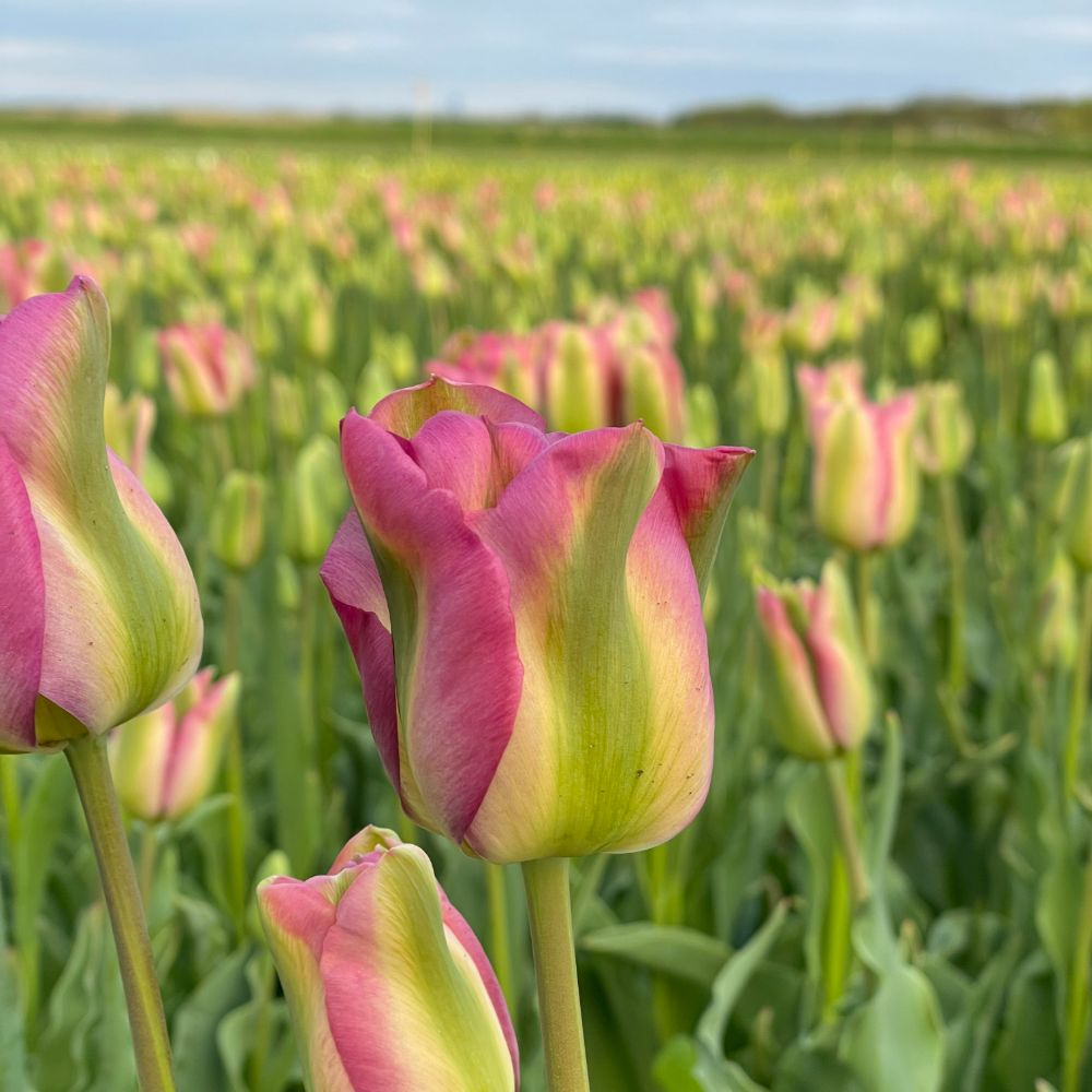 Tulipa Groenland 10 st. BIO