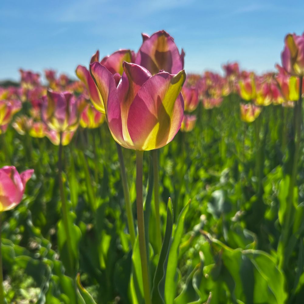 Tulipa Groenland 10 st. BIO