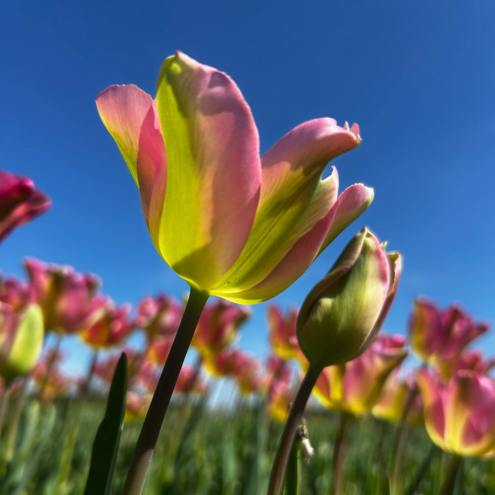 Tulipa Groenland 10 st. BIO