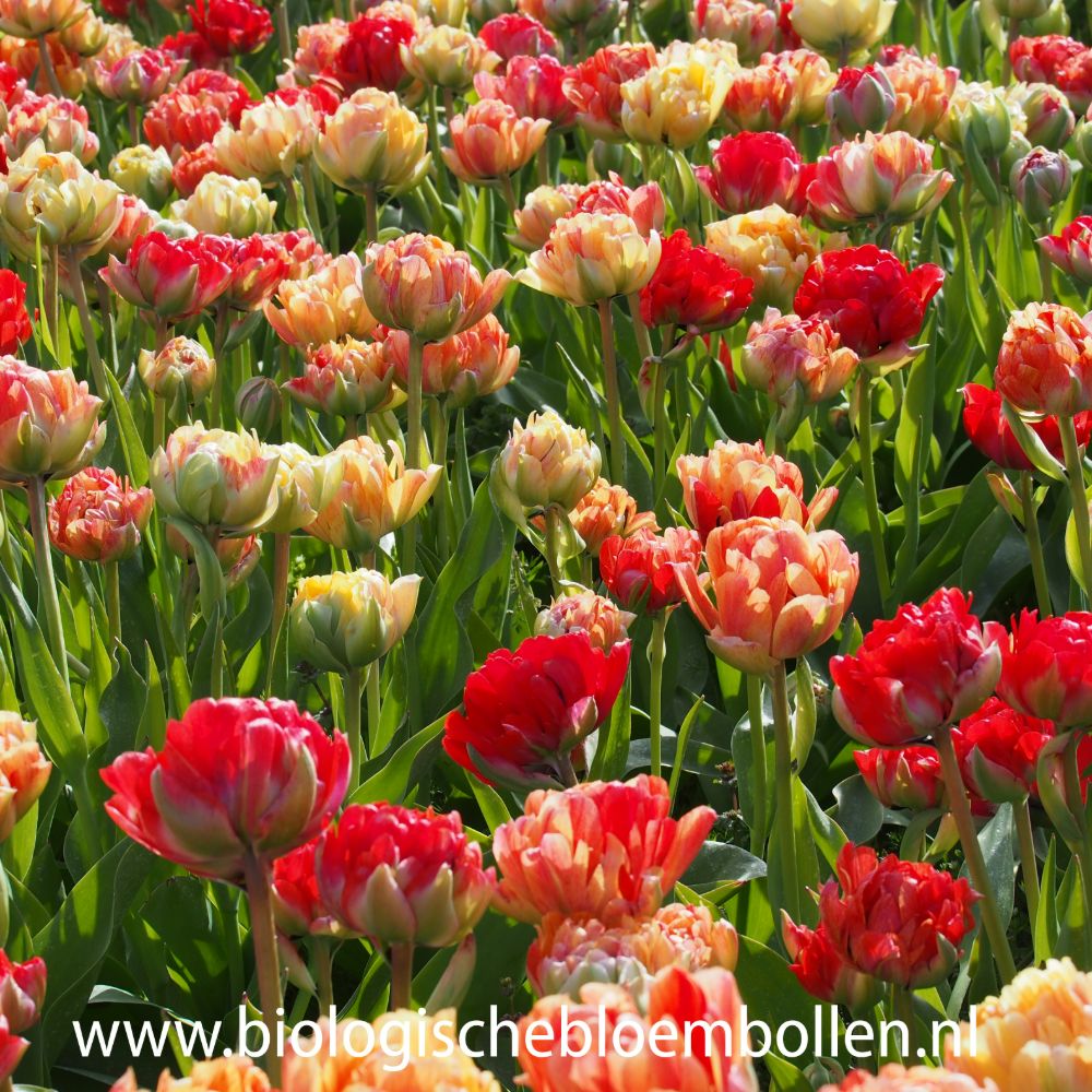 Tulipa Gudoshnik Double 10 st. BIO