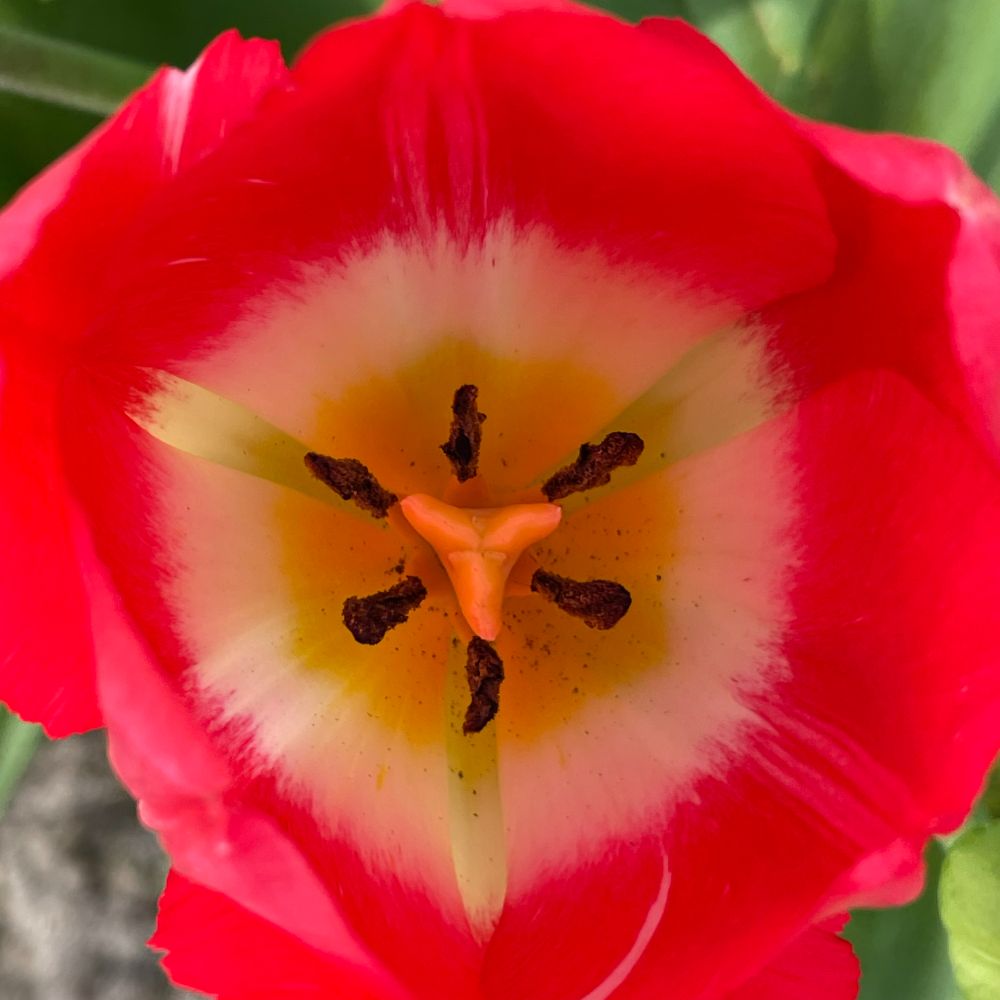 Tulipa Judith Leyster 10 st. BIO