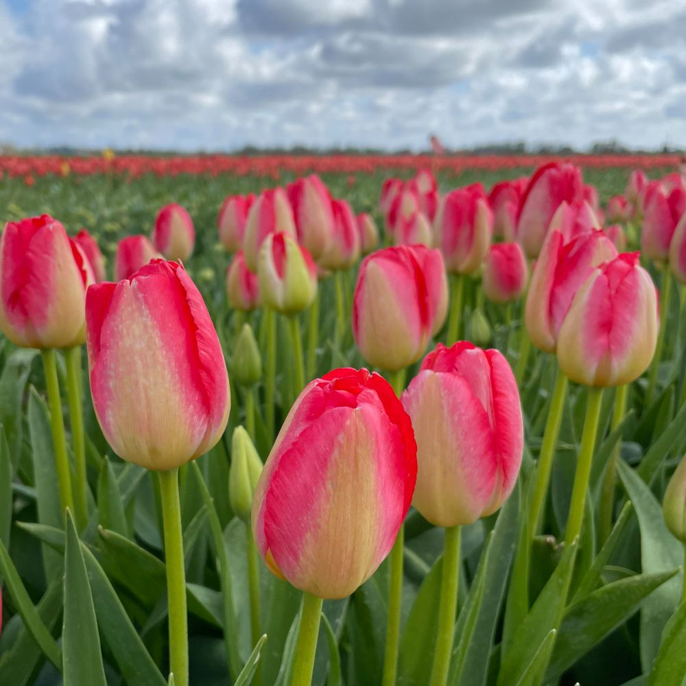 Tulipa Judith Leyster 10 st. BIO