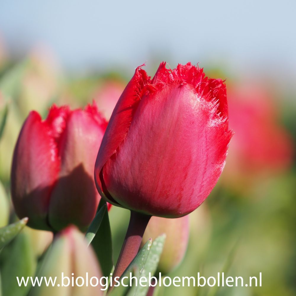 Tulipa Masterpeace 10 st.  BIO