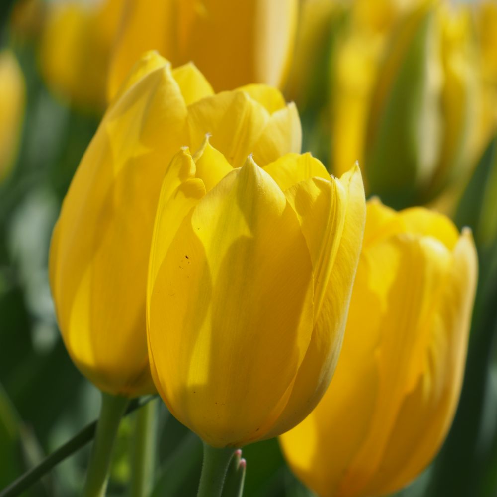Tulipa Muscadet 10 st. BIO