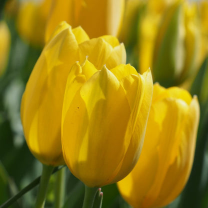 Tulipa Muscadet 10 st. BIO
