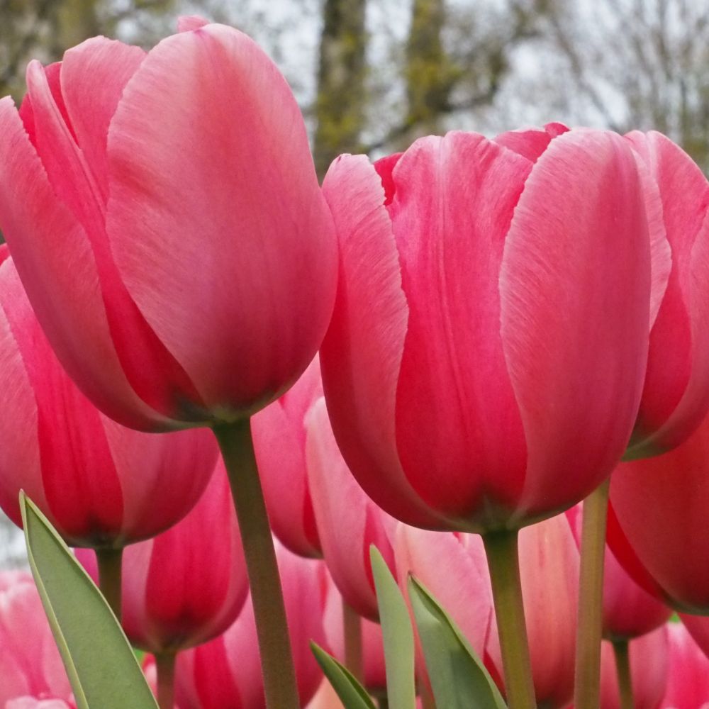 Tulipa Pink Impression 10 st. BIO