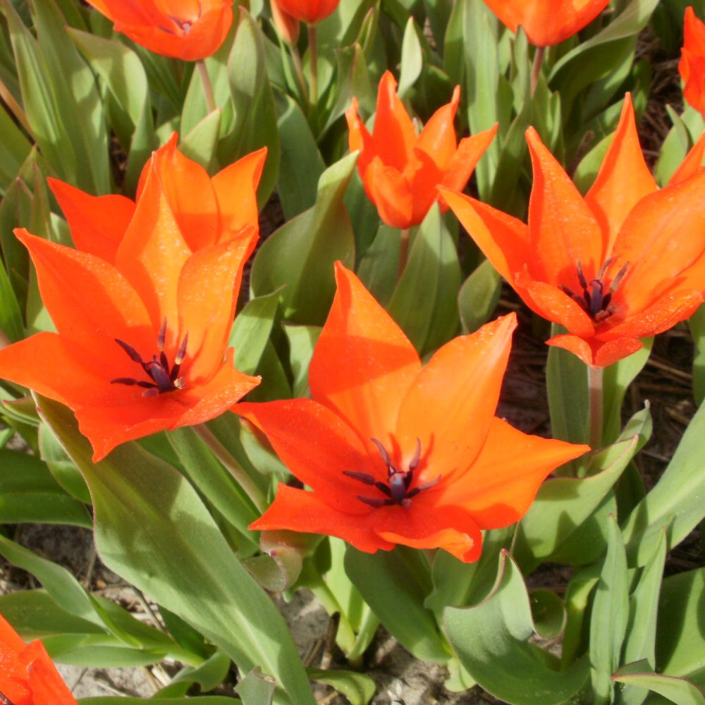 Tulipa Praestans Zwanenburg 10 st. BIO