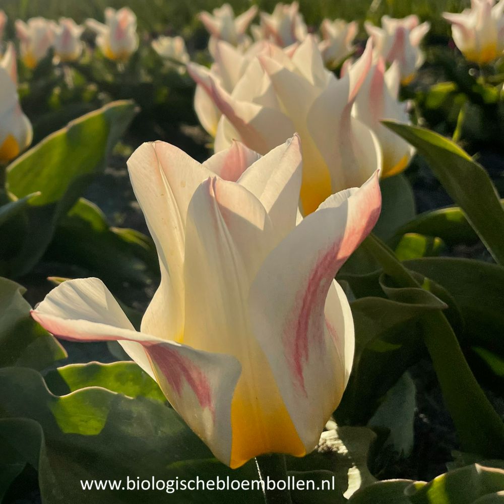 Tulipa Primeur Pride 10 st. BIO
