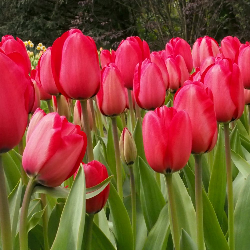 Tulipa Red Impression 10 st. BIO