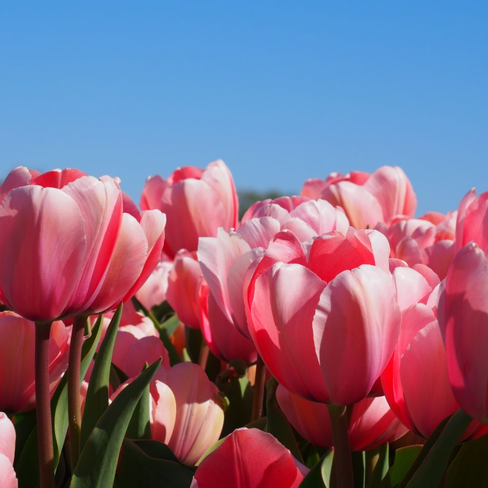 Tulipa Salmon Impression 10 st. BIO