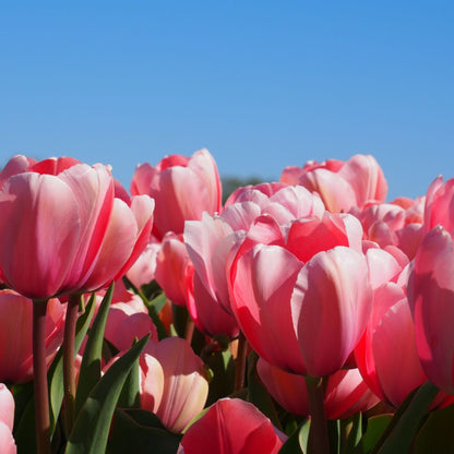 Tulipa Salmon Impression 10 st. BIO