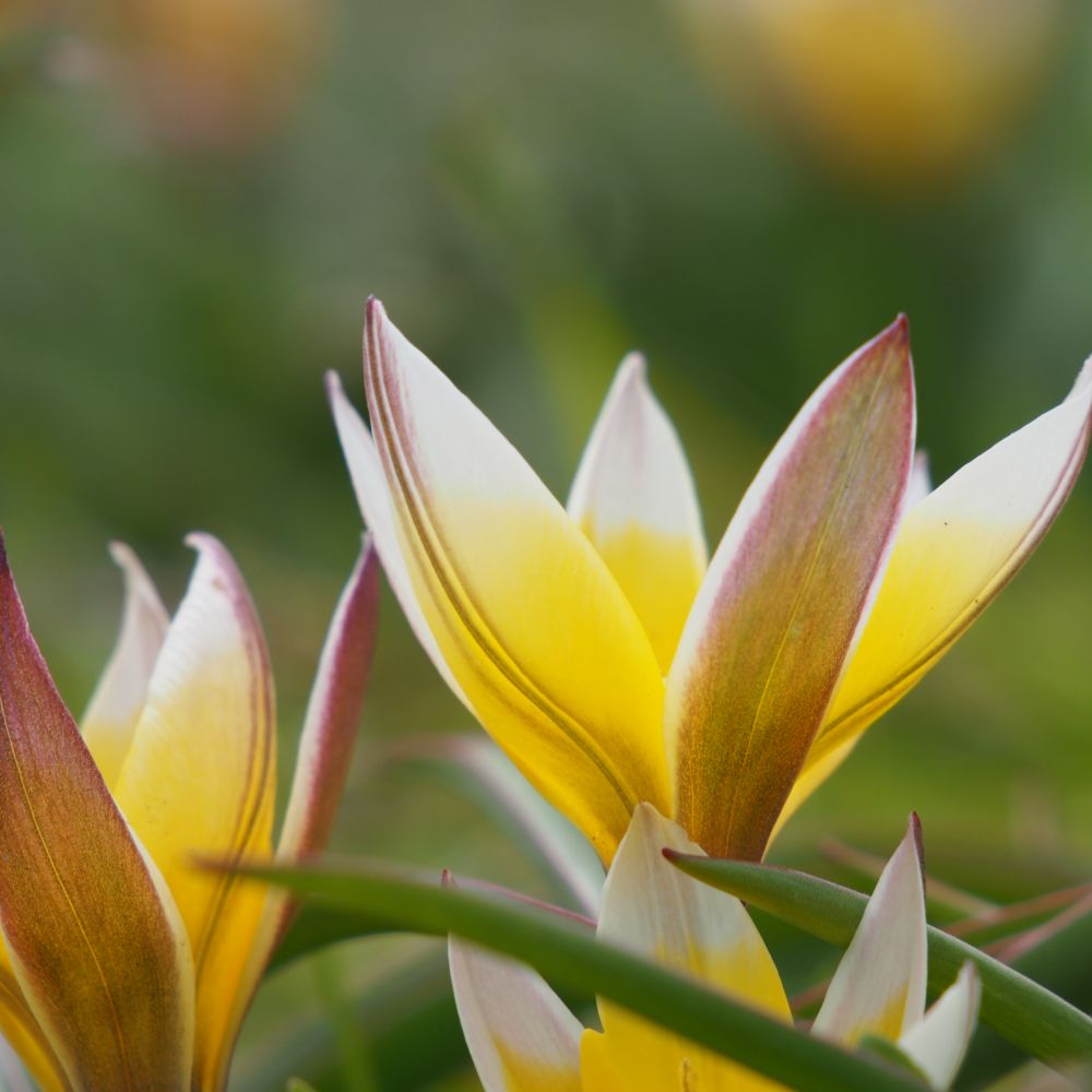 Tulipa Tarda 10 st. BIO