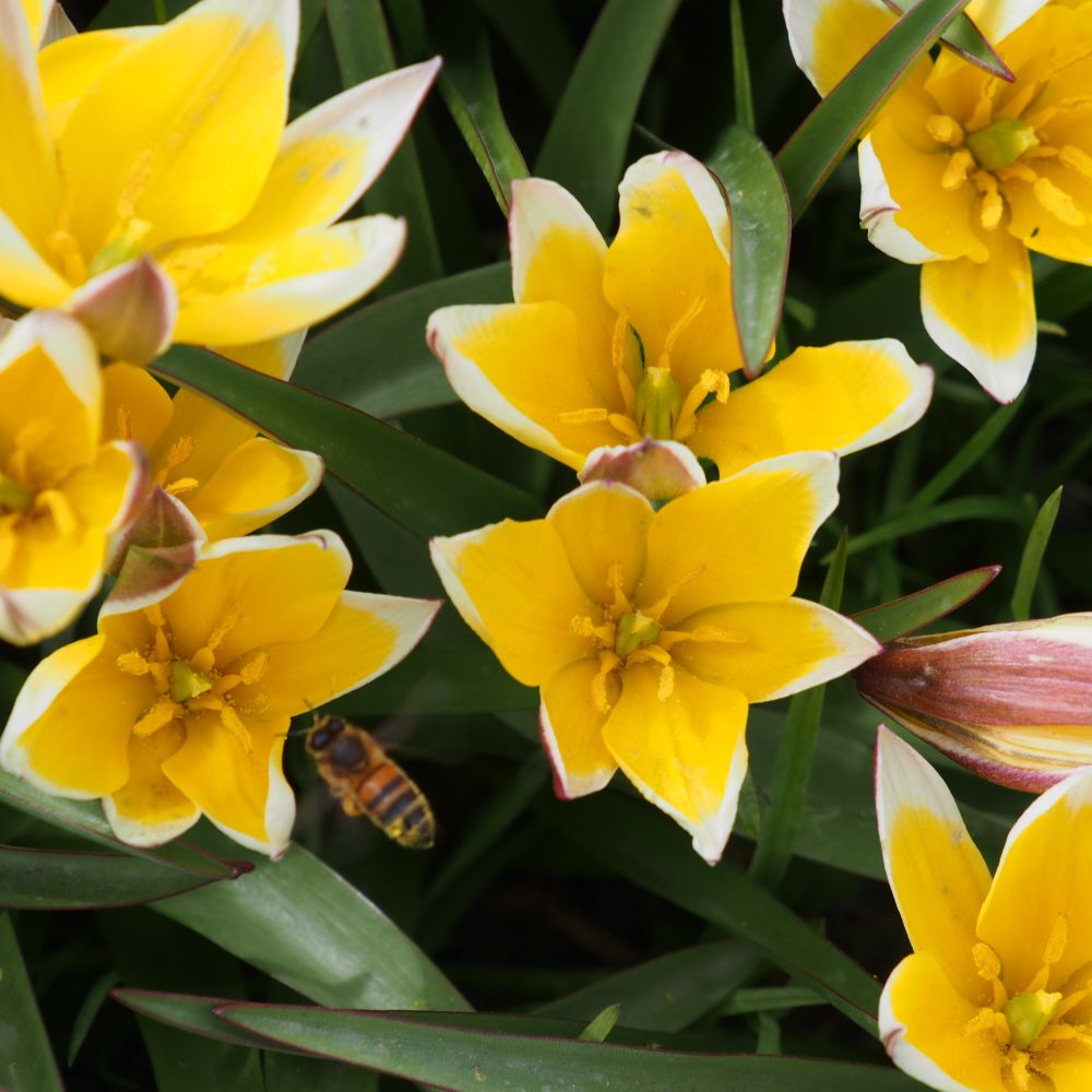 Tulipa Tarda 10 st. BIO