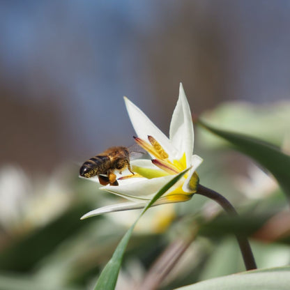 Tulipa Turkestanica 10 st. BIO