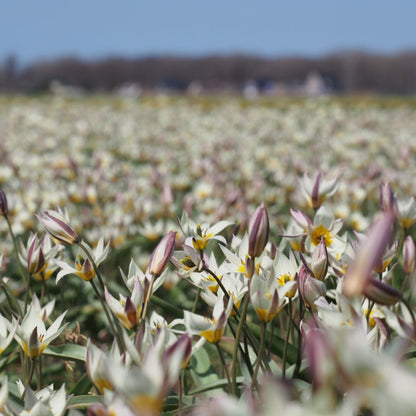 Tulipa Turkestanica 10 st. BIO