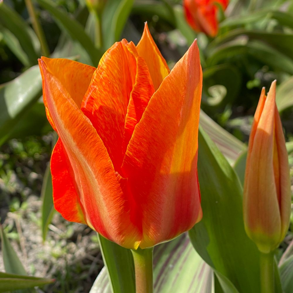 Tulipa Willemijn 10 st. BIO