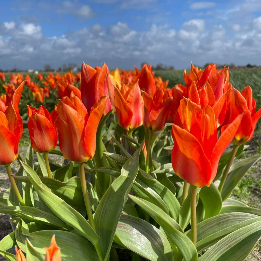 Tulipa Willemijn 10 st. BIO