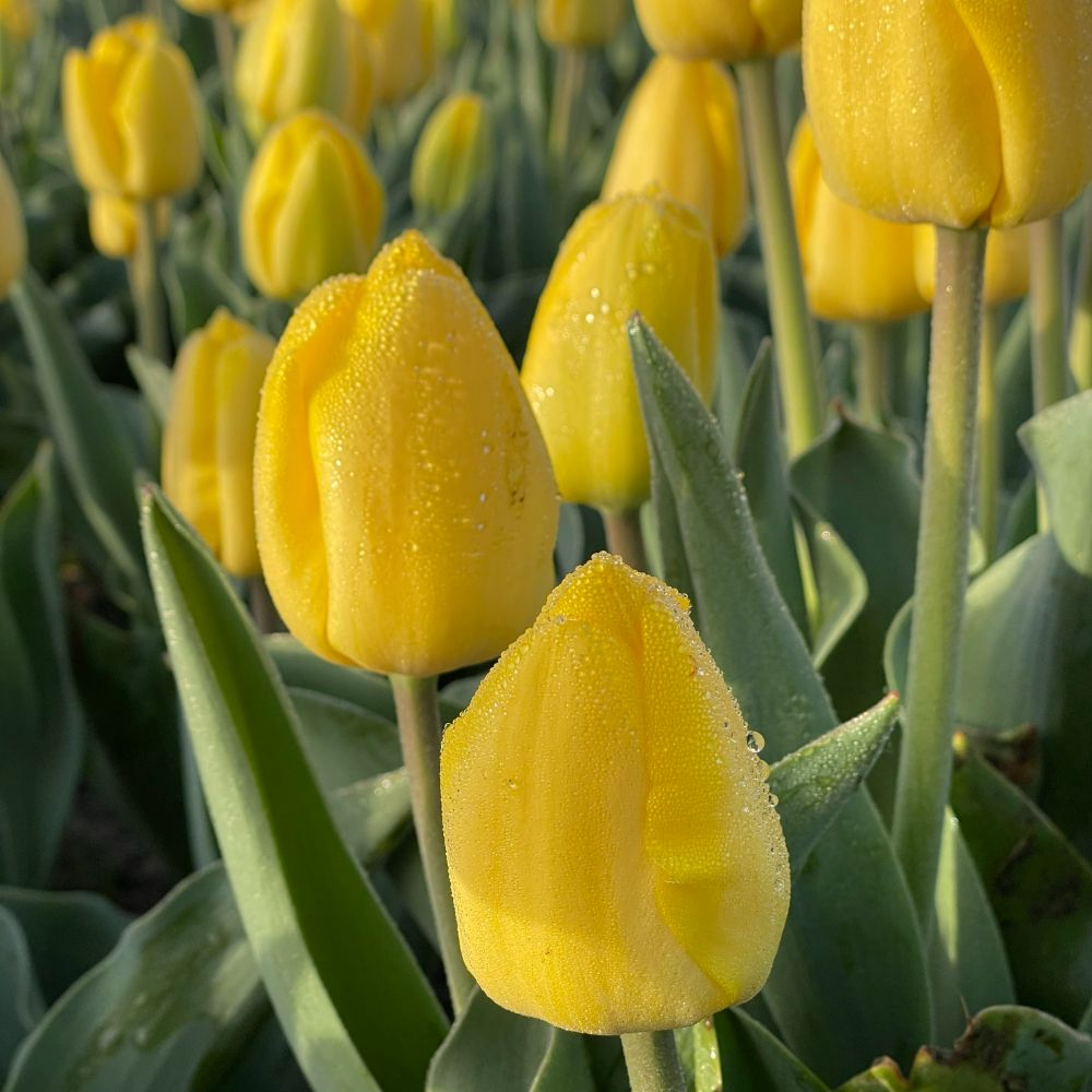 Tulipa Novi Sun 10 st. BIO