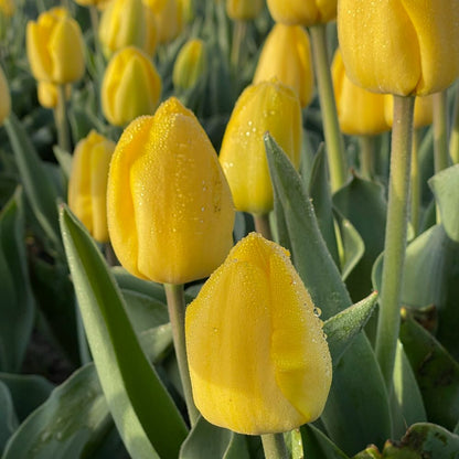 Tulipa Novi Sun 10 st. BIO