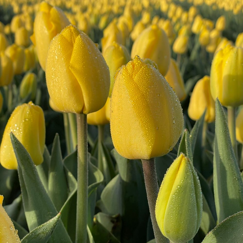 Tulipa Novi Sun 10 st. BIO