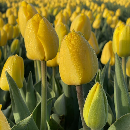 Tulipa Novi Sun 10 st. BIO